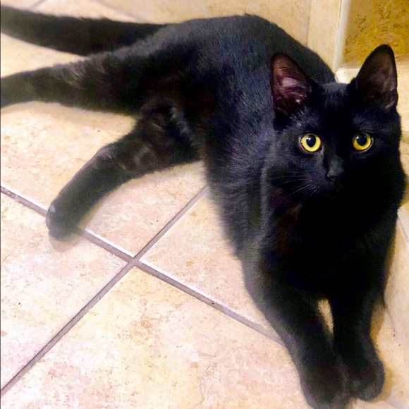 Meet your Posher, Mya - Picture 6 of 13